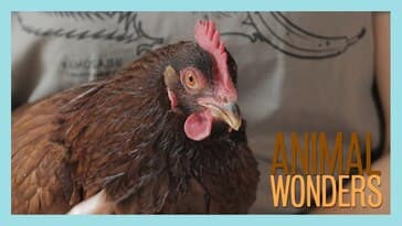 Chickens! What, Where, and How