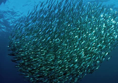 The Sardine Run