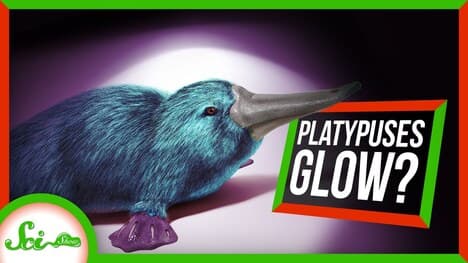 So Apparently Platypuses Glow in the Dark