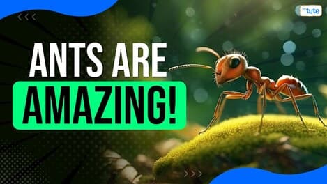DID YOU KNOW - Ants can carry over 50 times of their body weight