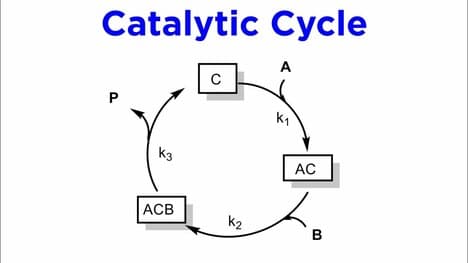 Principles of Homogeneous Catalysis