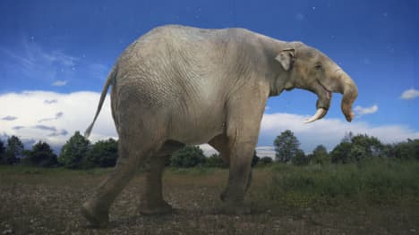 How The Elephant Got Its Trunk