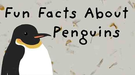 Waddling penguins and their uniqueness