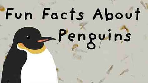 Waddling penguins and their uniqueness