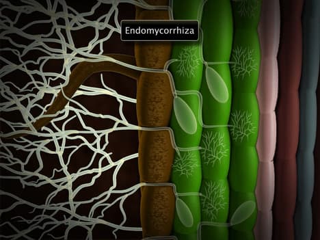 Microbes as Biofertilisers