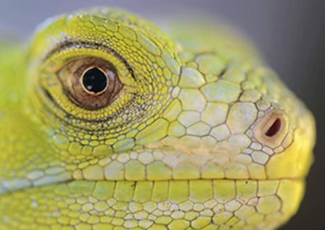 Natural Selection - Survival Process