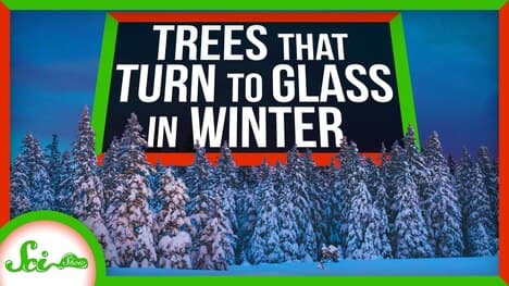 3 Extreme Ways Trees Survive the Winter