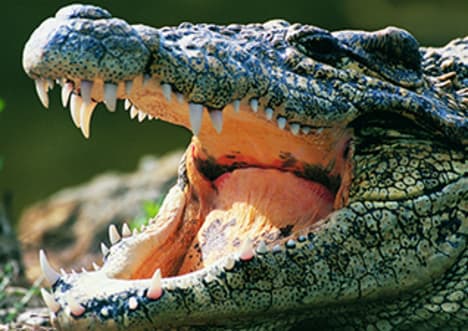 How Did Reptiles Evolve?