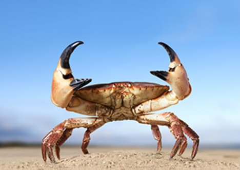 What is an Arthropod?