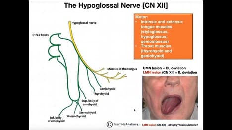 Hypoglossal Nerve | Structure and Physiology