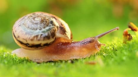 Phylum Mollusca Part 2: Class Gastropoda (Slugs and Snails)