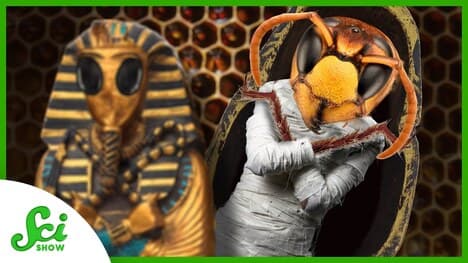 Why Are Honeybees Making Mummies?