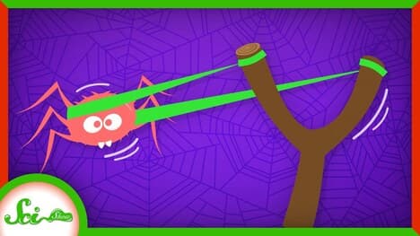 Slingshot Spiders Put Fighter Pilots to Shame