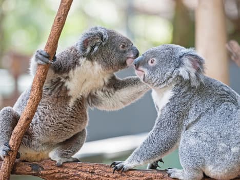 Courage: Lessons from King Leo the Lion