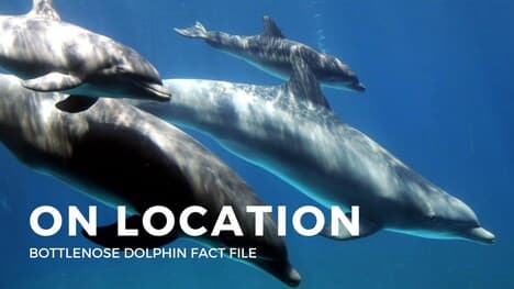 Dolphins Facts