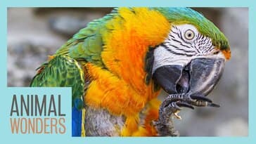 The Scariest Parrot Disease