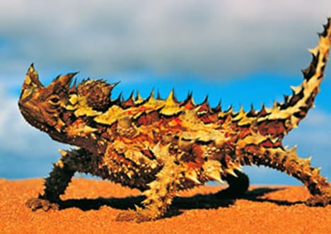 Thorny Devil