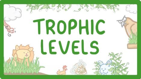 GCSE Biology - Trophic Levels - Producers, Consumers, Herbivores & Carnivores #86