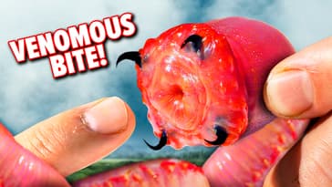 Bitten by a Giant Bloodworm!