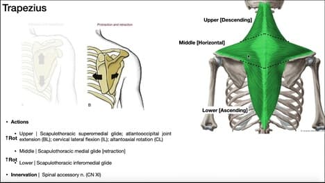 The Trapezius EXPLAINED | Origin, Insertion, Action, & More