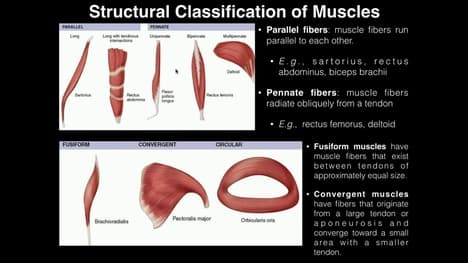 A&P I Lab | Exercises 8 & 9: Muscle Terminology, Movements, and Muscle Tension Factors