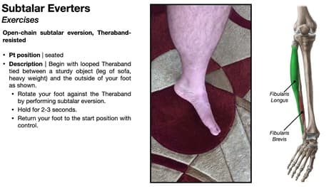 Subtalar Everters, Fibularis Longus & Brevis | Structure, Function & Exercises