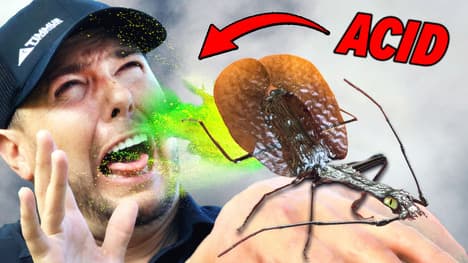 Experiencing the Acid Spray of a Violin Beetle
