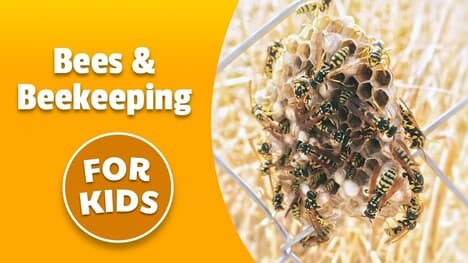 History of Bees & Beekeeping | Bedtime History