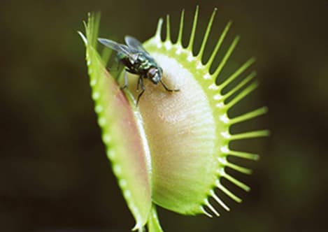 Adaptation - Survival Mechanisms