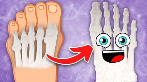 There Are 26 Bones In YOUR Foot! | The Human Foot Song | KLT Anatomy