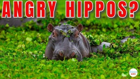 Why Are Hippos So Aggressive?