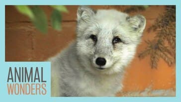 Cas the Arctic Fox Is Getting Old