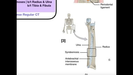 Structural & Functional Classifications of Joints | Fibrous & Cartilagenous