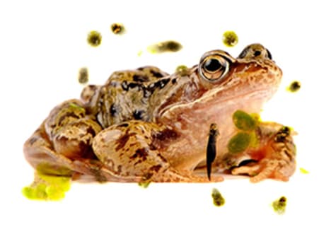 What is a life cycle?