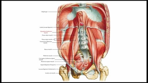 Diaphragm Anatomy & Clinical Significance