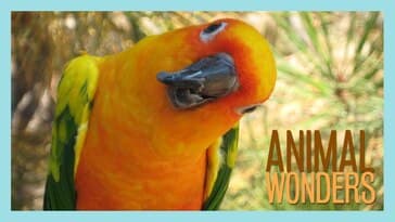 Our First 12 Animals