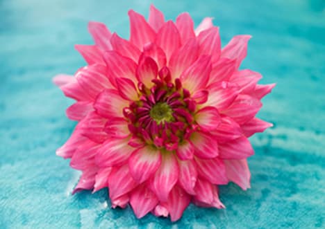 Parts of the Plant: Flowers