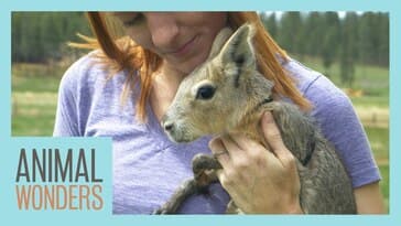 New Baby Patagonian Cavy!