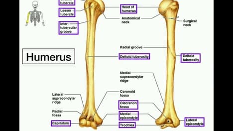 Anatomy | Specific Bony Features of the Radius & Ulna