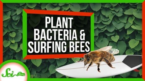 How Bacteria Helped Plants Take Over the World | SciShow News