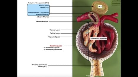 The Renal Corpuscle, Glomerulus, and Blood Filtration