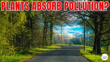 Do Plants Next To Roads Absorb Pollution And Become Harmful?