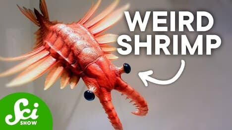 10 of the Strangest Prehistoric Creatures