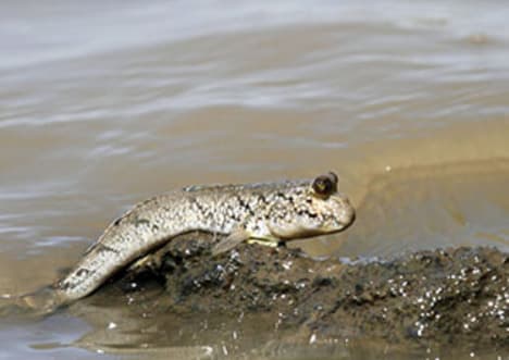 How Did Fish Evolve?