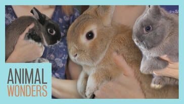 Rabbits, Rabbits, & More Rabbits!