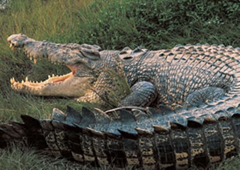 Factpack: Primitive Species