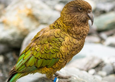 Kakapo