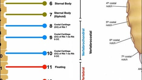 Detailed Anatomy of the Rib Cage | Specific Articulations