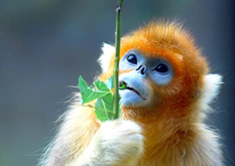 Snub-nosed monkey