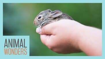 What To Do If You Find A Baby Mammal